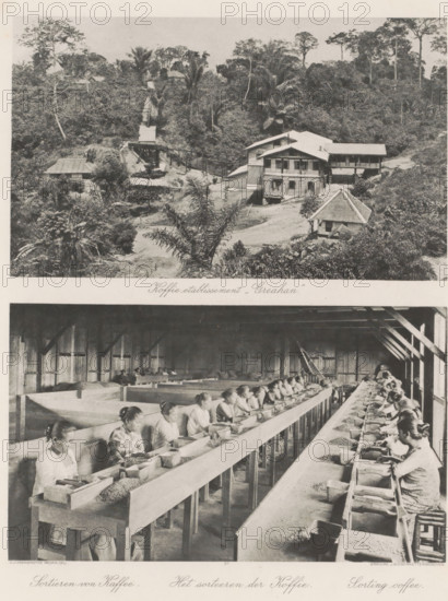 Coffee establishment 'Greahan' (above), The sorting of coffee (below), Coffee establishment