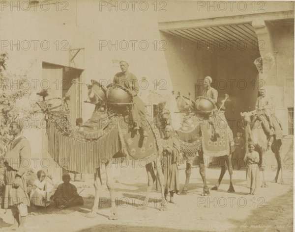 the Arab marriage, Wedding procession with camels in Egypt, photograph, Part of Travel album with