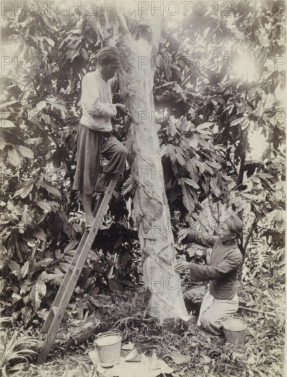 Rubber tappers carve tree in Dutch East Indies, photograph, Part of Travel Album with Forty Photos