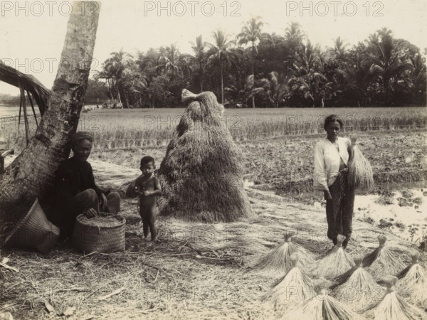 Man and woman with child at the grain harvest, Indies man and woman with child at the grain harvest