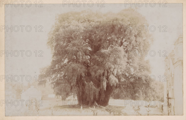 View of the Árbol del Tule in Santa María del Tule, Big Tree of Tule, full height, photograph,