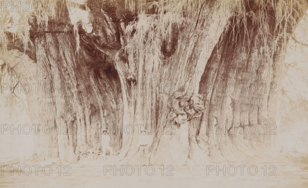Two Mexican men at the Árbol del Tule in Santa María del Tule, Mexico, big tree of Tule,