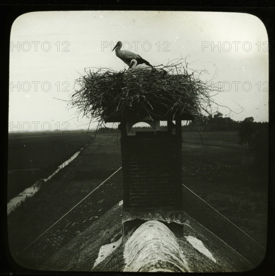 Storks on nest on top of chimney, stereoscopic photograph, number: '24', 1880 - 1920, photographer,