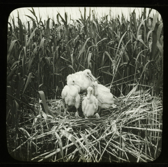 Four young spoonbills on a nest, stereoscopic photograph, number: '2', 1856 - 1890, photographer,