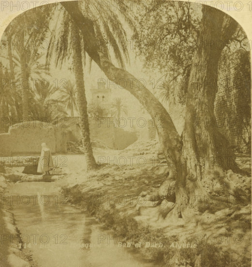 Palms and water near the Bab el Darb Mosque, Biskra, Biskra Mosquée de Bab el Darb. Algérie,