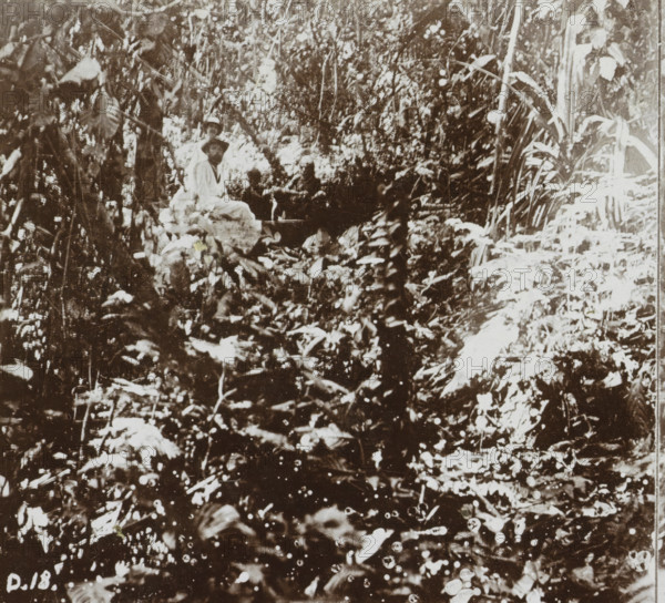 Group of men in the jungle around Fakfak, West Papua, Fakfak. Jungle, Geographical sculpture