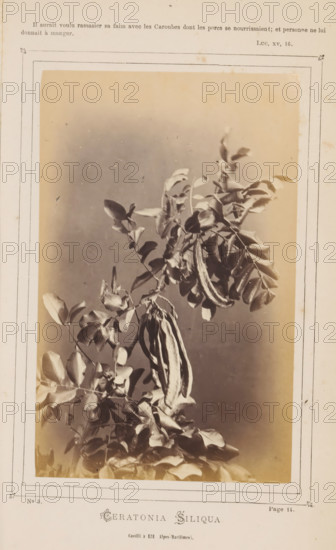 Ceratonia Siliqua. Cueilli à Eze, Alpes Maritimes, Carob Tree, photograph, page, inscription: 'Page