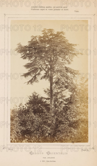 Cedrus orientalis. Var. Atlantis. À Nice, Alpes Maritimes, Lebanon cedar, photograph, page, number: