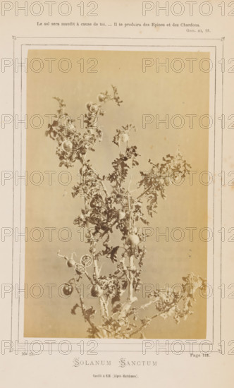 Solanum Sanctum from Èze, Solanum Sanctum. Cueilli à Eze (Alpes-Maritimes), photograph, page,