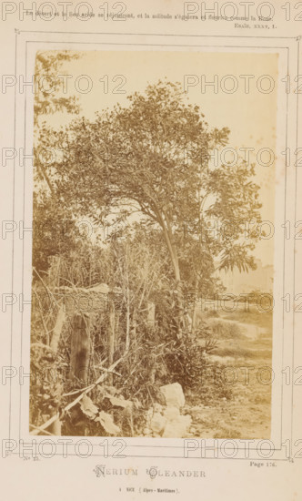 Nerium Oleander. A Nice (Alpes-Maritimes), Oleander in Nice, photograph, page, inscription: 'Page