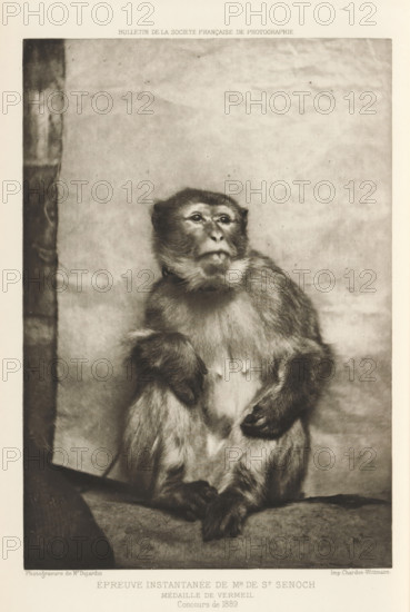 Sitting monkey, page, photomechanical print, inscription: 'Médaille de vermeil, Concours de 1889',