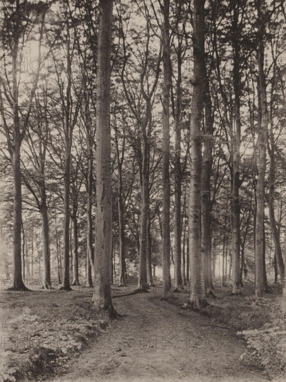 Sous-bois, Road in a deciduous forest, page, photomechanical print, inscription: 'Section d'Anvers