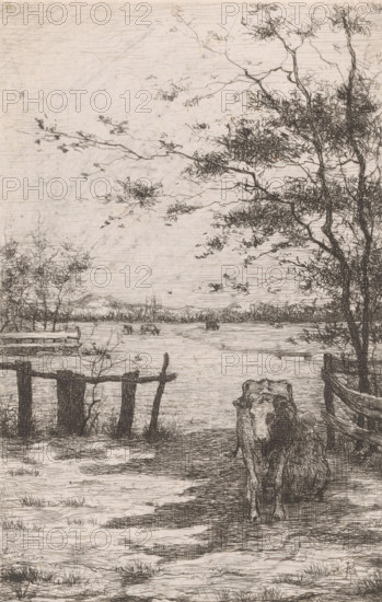 Cow being milked in a meadow, print, printmaker: Philip Zilcken, 1867 - 1890, paper, etching,