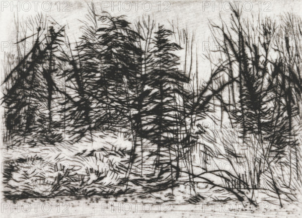 Naaldbos, print, Naaldbos., signature: 'KEES STOOP', printmaker: Kees Stoop (signed by artist),