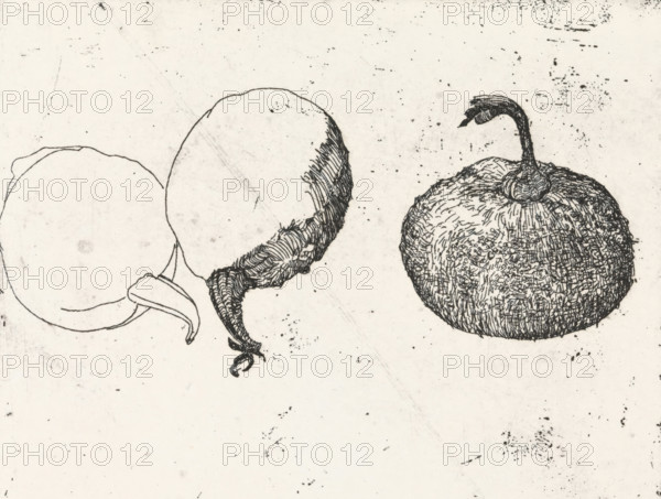 Gourds, print, Two gourds, one in half., signature: 'KEES STOOP', printmaker: Kees Stoop (signed by