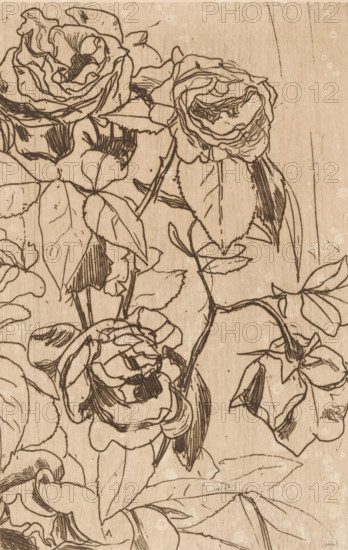 Roses (original title), print, printmaker: Floris Verster, 1891, paper, etching, drypoint, intaglio