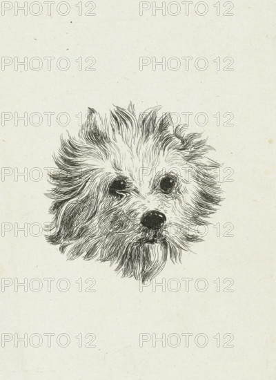 Head of dog, print, printmaker: Eduard Cuypers, Netherlands, 1869 - 1927, paper, chine collé,