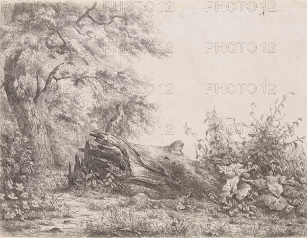 Fallened tree at the edge of the forest, Five etching proofs, print, printmaker: Pierre Louis