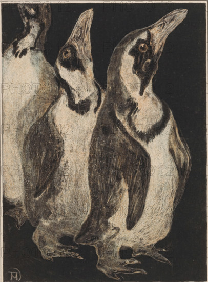 Three penguins, print, printmaker: Theo van Hoytema (signed by artist), 1878 - 1906, paper, chine