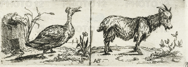 Tufted duck and billy goat, print, Left a tufted duck walking. Right a billy goat lengthwise.,