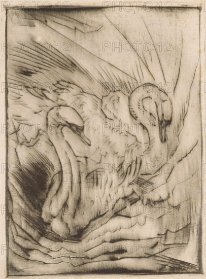Two swans, print, printmaker: Willem van Konijnenburg, printer (person): Henri van der Stok, 1878 -