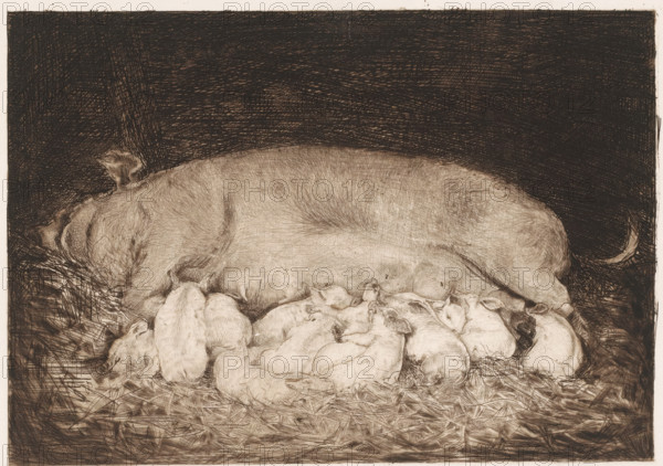 Sow with piglets, print, printmaker: Nicolaas van der Waay, 1865 - 1936, paper, etching, drypoint,