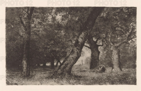 Beukenbos, print, printmaker: Otto Gampert, 1892 - 1905, paper, etching, intaglio printmaking