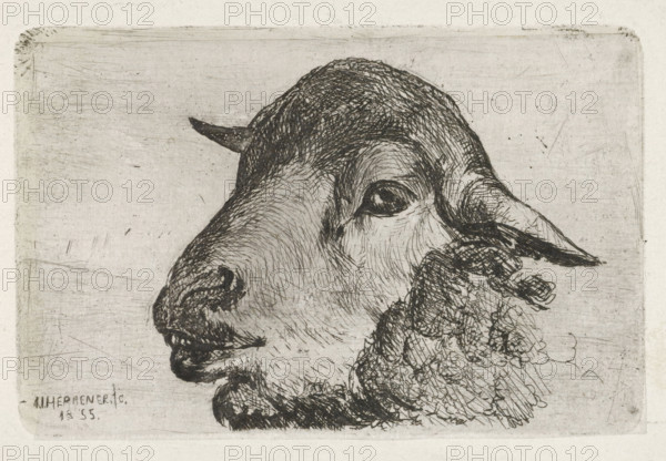 Sheep head, print, printmaker: Jan Heppener, The Hague, 1855, paper, chine collé, etching, etching