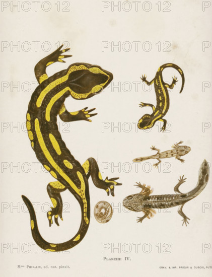 Evolution from egg to salamander, Évolution de la salamandre terrestre, page, photomechanical