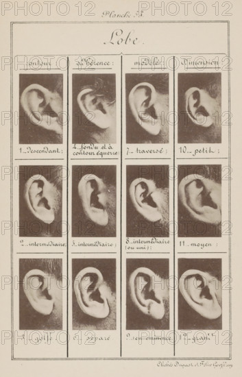 Lobe., Twelve images of ears, arranged by the shape of the earlobe, page, photomechanical print,