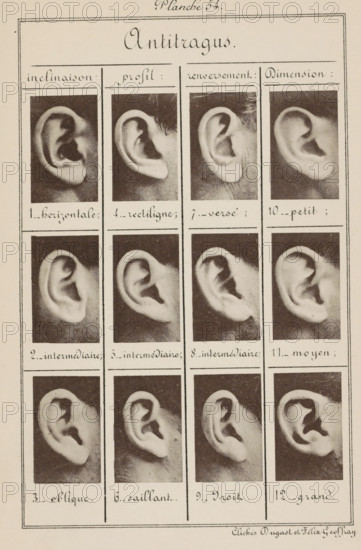 Antitragus, Twelve images of ears, arranged according to the shape of the antitragus, page,
