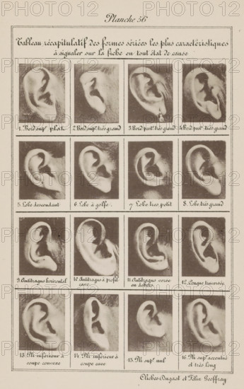 Sixteen images of ears, arranged by shape, Tableau récapitulatif des formes sériées les plus
