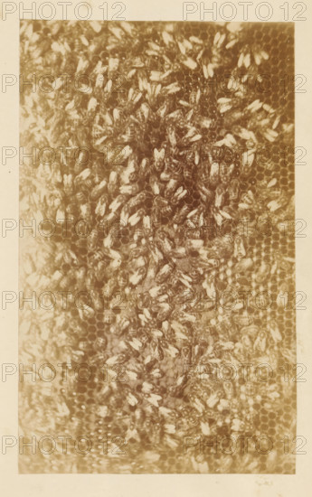 Bees on a honeycomb, photograph, page, c. 1882 - in or before 1887, photographer, paper, albumen