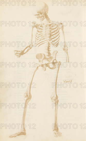 Photo reproduction of a drawing, depicting a human skeleton, photograph, reproduction, page, after