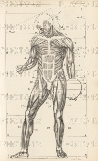 Photo reproduction of a drawing, depicting a muscle model of the human body, photograph,