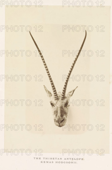 The Thibetan antelope, photograph, page, photographer: Arthur Lucas, London, c. 1859 - in or before