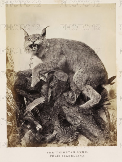 The Thibetan Lynx, photograph, page, photographer: Arthur Lucas, London, c. 1859 - in or before