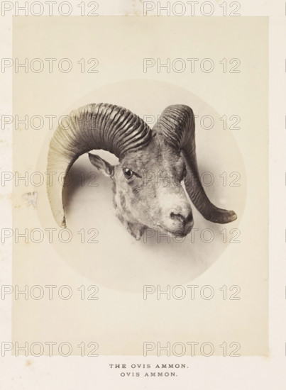 The ovis ammon, photograph, page, photographer: Arthur Lucas, London, c. 1859 - in or before 1869,