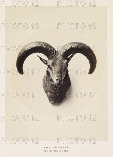 The burrell, photograph, page, photographer: Arthur Lucas, London, c. 1859 - in or before 1869,