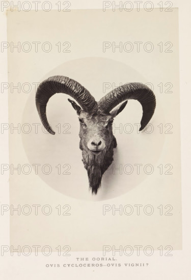 The earial, photograph, page, photographer: Arthur Lucas, London, c. 1859 - in or before 1869,