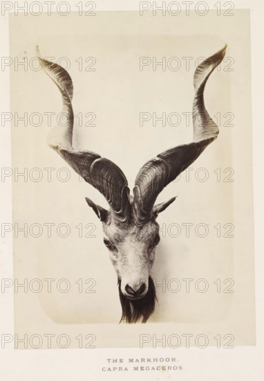 The markhoor, photograph, page, photographer: Arthur Lucas, London, c. 1859 - in or before 1869,