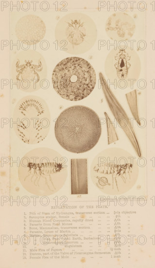 How to work with the microscope, book, writer (clerical worker): Lionel Smith Beale, publisher: