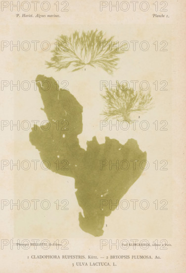 Three types of seaweed, page, photomechanical print, (1) is rock seaweed, (2) is featherweed, (3)