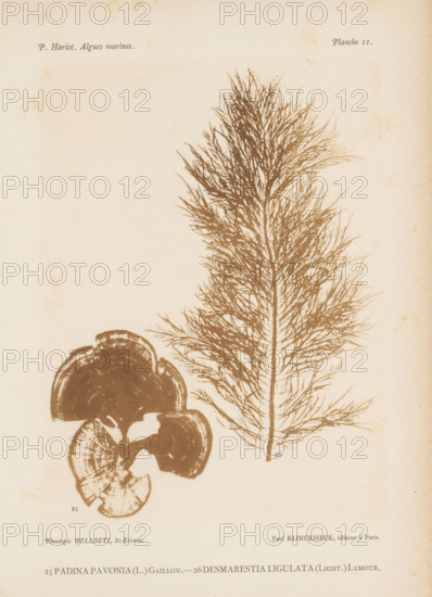 Two types of seaweed, page, photomechanical print, (25) is peacock tail, (26) is brown seaweed.,