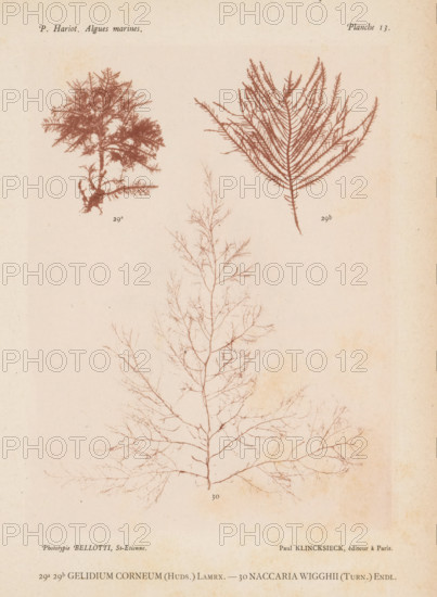 Two species of seaweed, page, photomechanical print, (29a) and (29b) is Gelidium corneum, (30) is