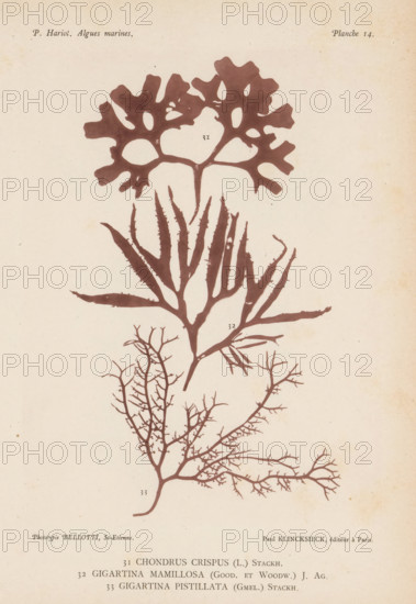 Three species of seaweed, page, photomechanical print, (31) is Irish moss, (32) is Irish moss, (33)