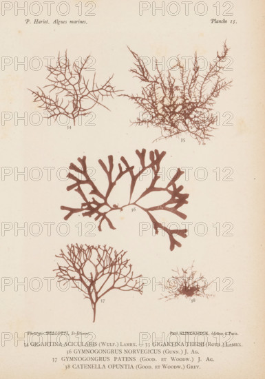 Five species of seaweed, page, photomechanical print, (34) is red algae, (35) is red algae, (36) is