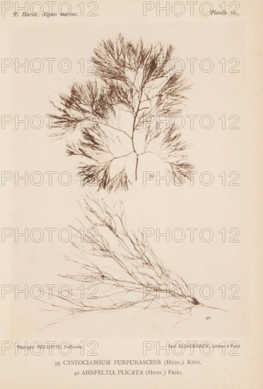 Two species of seaweed, page, photomechanical print, (39) is Cystoclonium purpureum, (40) is