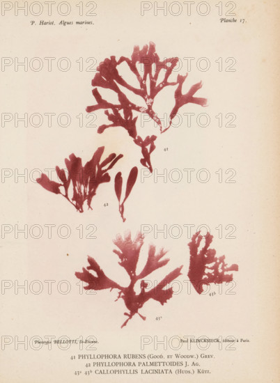 Three species of seaweed, page, photomechanical print, (41) is Phyllophora rubens, (42) is