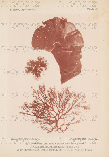 Three species of seaweed, page, photomechanical print, (44) is Rhodophyllis bifida, (45) is